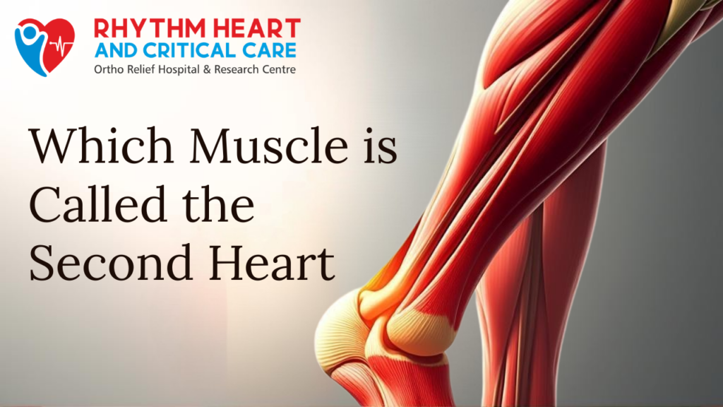Which Muscle is Called the Second Heart