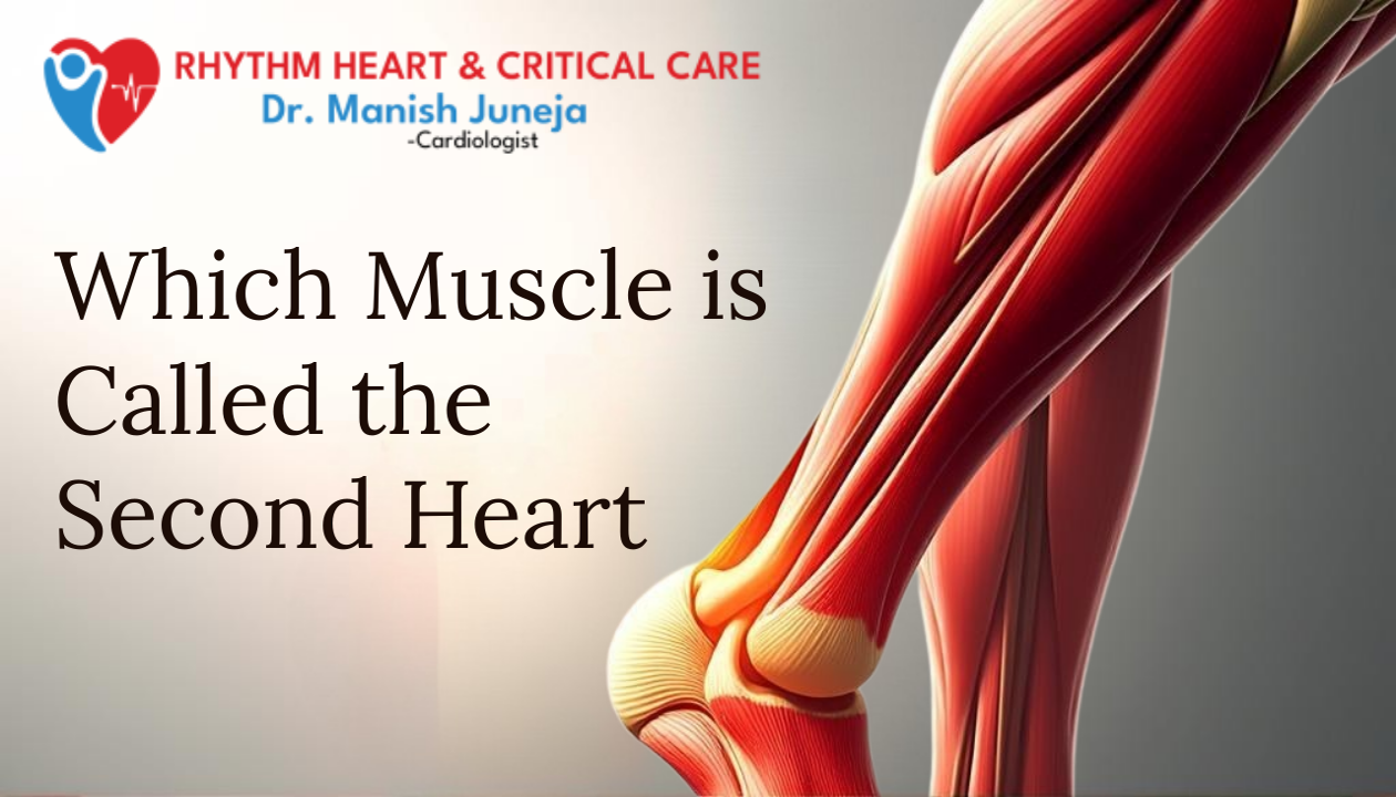 Which Muscle is Called the Second Heart