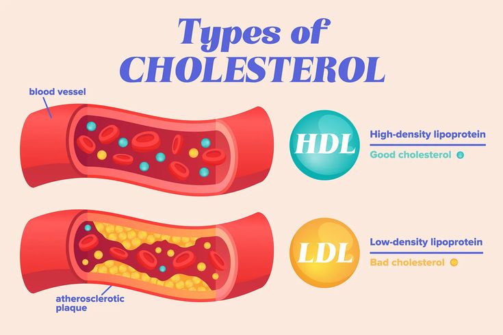 Two Types of Cholesterol